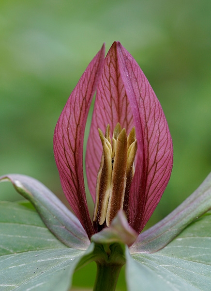 Red Trillium (Trillium erectum)