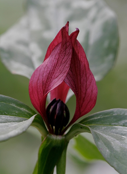 Red Trillium (Trillium erectum)