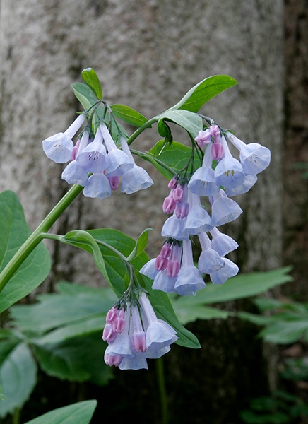 Virginia Bluebells (Mertensia virginica)