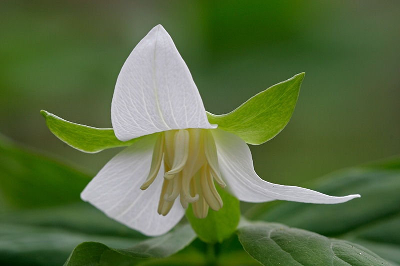 Nodding Trillium (Trillium Cernuum)