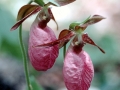 Pink Lady's Slipper (Cypipedium acaule)