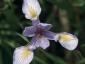 Blue Flag Iris (Iris versicolor)