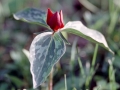 Purple Trillium (Trillium recurvatum)