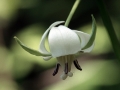 Nodding Trillium (Trillium Cernuum)