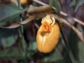 Yellow Lady's Slipper (Cypripedium calceolus)