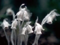 Indian Pipe (Monotropa uniflora)