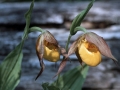 Yellow Lady's Slipper (Cypripedium calceolus)