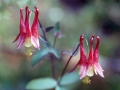 Columbine (Aquilegia canadensis)
