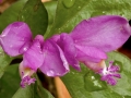 Fringed Polygala or Gaywings (Polygala paucifolia)