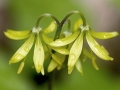 Spring Wildflowers