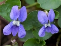 Wood Violets (Viola papilionacea)