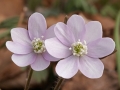 Hepatica (Hepatica nobilis)