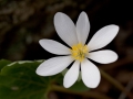 Bloodroot (Sanguinaria canadensis)
