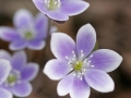 Hepatica (Hepatica nobilis)