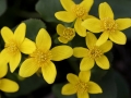 Marsh Marigolds (Caltha palustris)