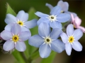 Forget-Me-Nots (Cynoglossum amabile)