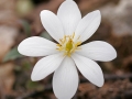 Bloodroot (Sanguinaria canadensis)