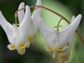 Dutchman's Breeches (Dicentra cucullaria)
