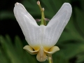 Dutchman's Breeches (Dicentra cucullaria)