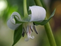 Nodding Trillium (Trillium Cernuum)