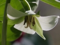 Nodding Trillium (Trillium Cernuum)