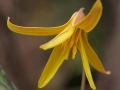 Trout Lily (Erythronium americanum)