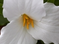 Large-flowered Trillium (Trillium grandiflorum)