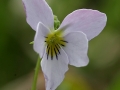 Canada Violet (Viola canadensis)
