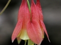 Columbine (Aquilegia Canadensis)