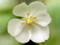 May Apple (Podophyllum peltatum)