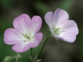 Wild Geranium ((Geranium maculatum)
