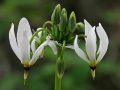 Shooting Star (Dodecatheon meadia)