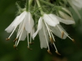 Virginia Waterleaf (Hydrophyllum virginianum)