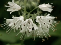 Virginia Waterleaf (Hydrophyllum virginianum)