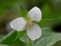 White Trillium  (Trillium grandiflorum)
