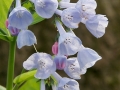 Virginia Bluebells (Mertensia virginica)