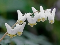 Dutchman's Breeches (Dicentra cucullaria)