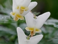 Dutchman's Breeches (Dicentra cucullaria)
