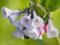 Virginia Bluebells (Mertensia virginica)
