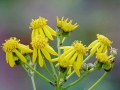 Yellow Ragwort Cluster