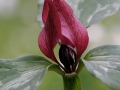 Red Trillium (Trillium erectum)