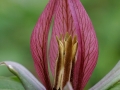 Red Trillium (Trillium erectum)