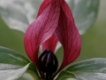 Red Trillium (Trillium erectum)