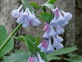 Virginia Bluebells (Mertensia virginica)