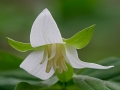 Nodding Trillium (Trillium Cernuum)