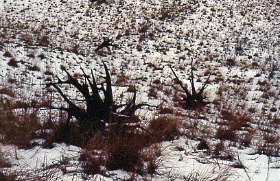 Indiana Dunes State Park
