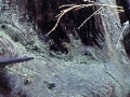 Indiana Dunes State Park