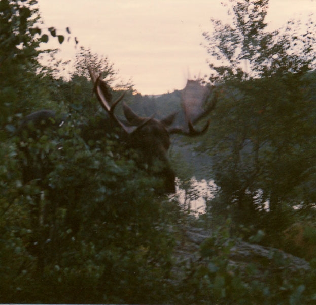 Early morning moose visit