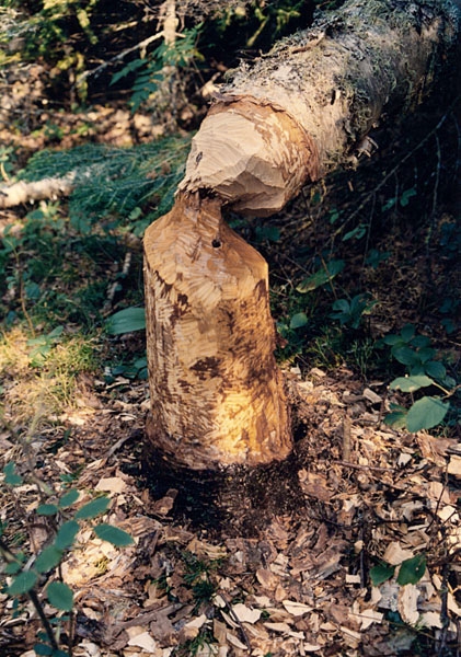 Beaver-cut tree