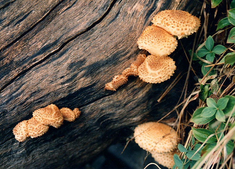 Photogenic fungus